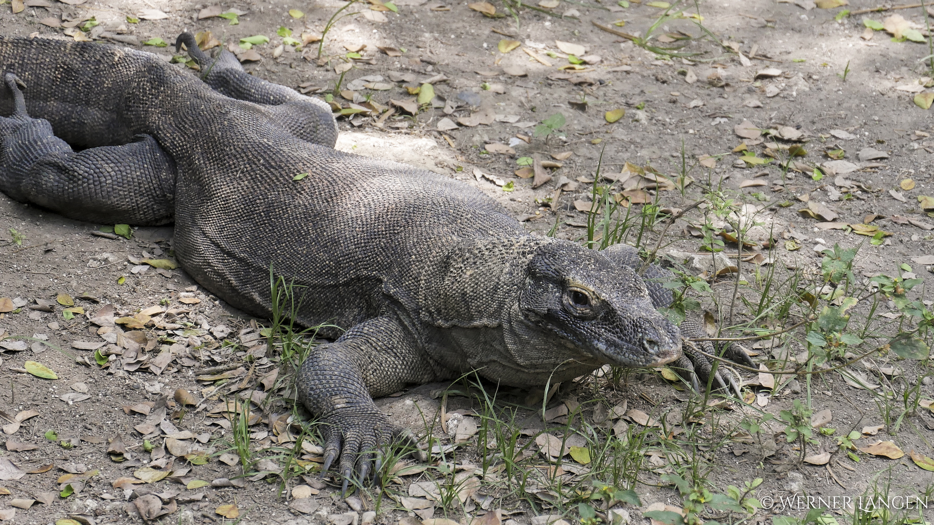 Komodo Waran (Komododrache)