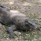 Komodo Waran (Komododrache)