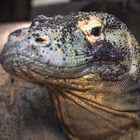 Komodo-Waran-Portrait