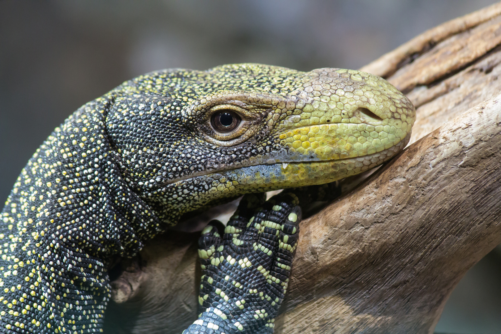 Komodo Waran Portrait