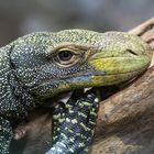 Komodo Waran Portrait