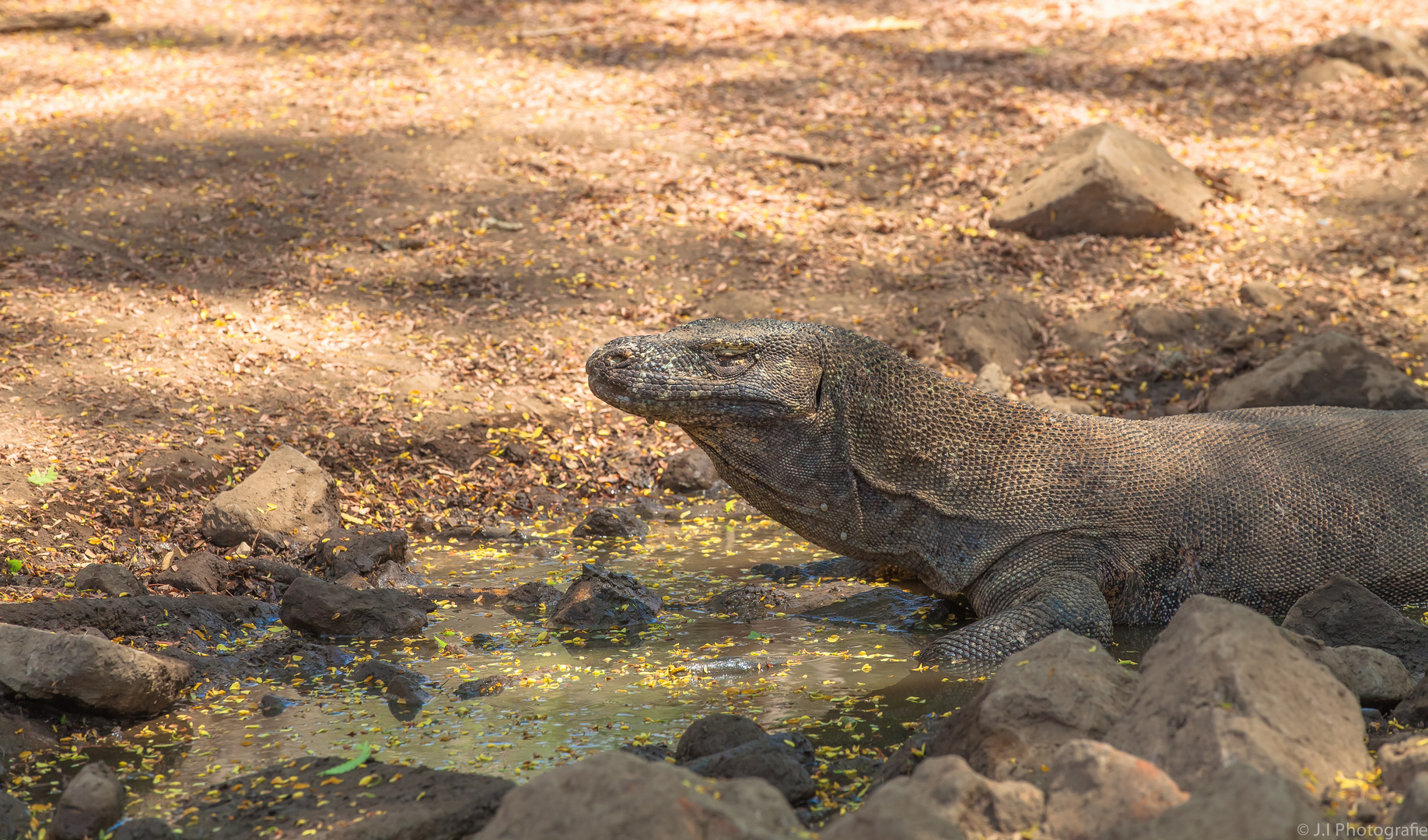 Komodo Wellness Day