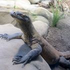 Komodovaran