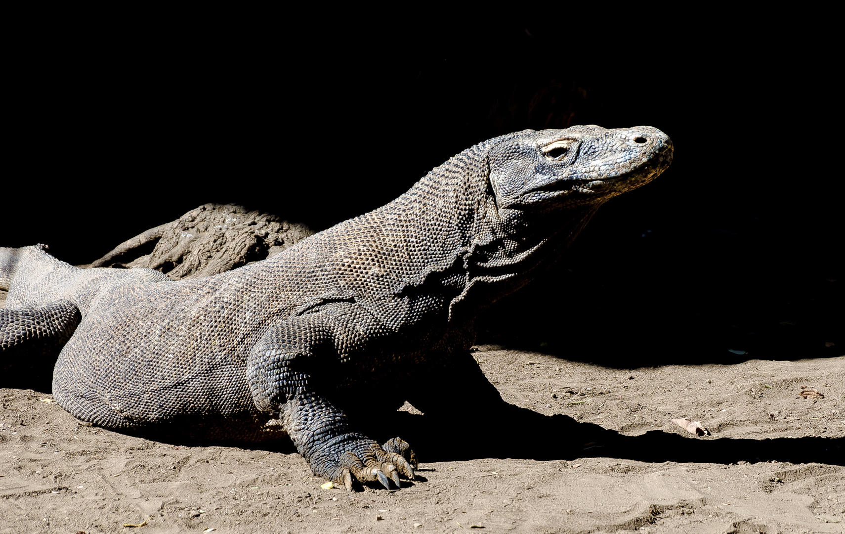 Komodowaran Foto & Bild | tiere, wildlife, amphibien & reptilien Bilder ...