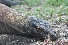 Komodowaran