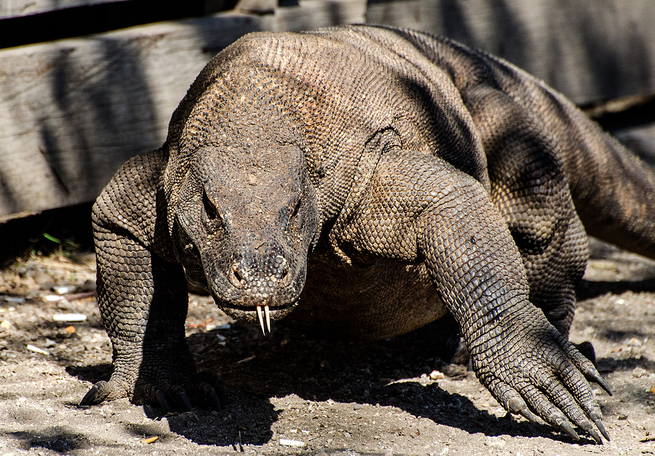 Komodowaran (1)