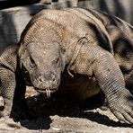 Komodowaran (1)