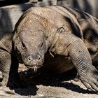 Komodowaran (1)