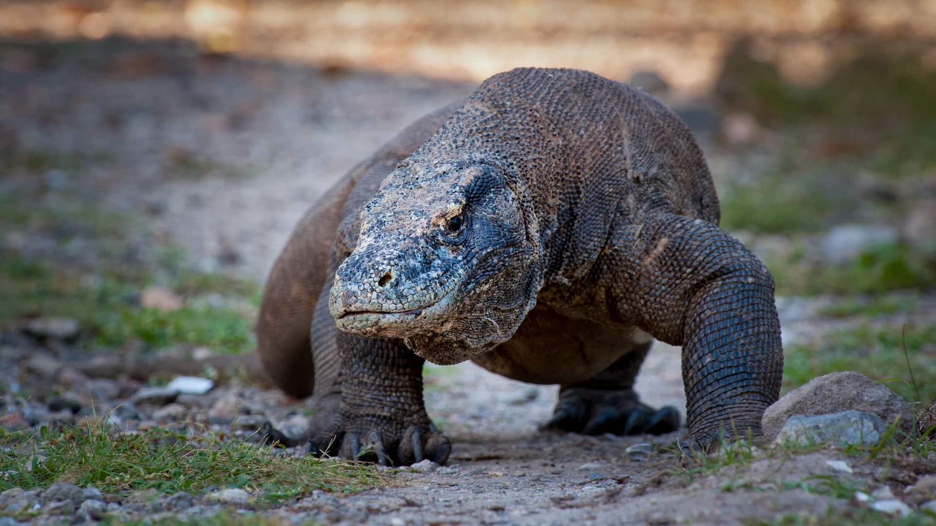 Komodowaran