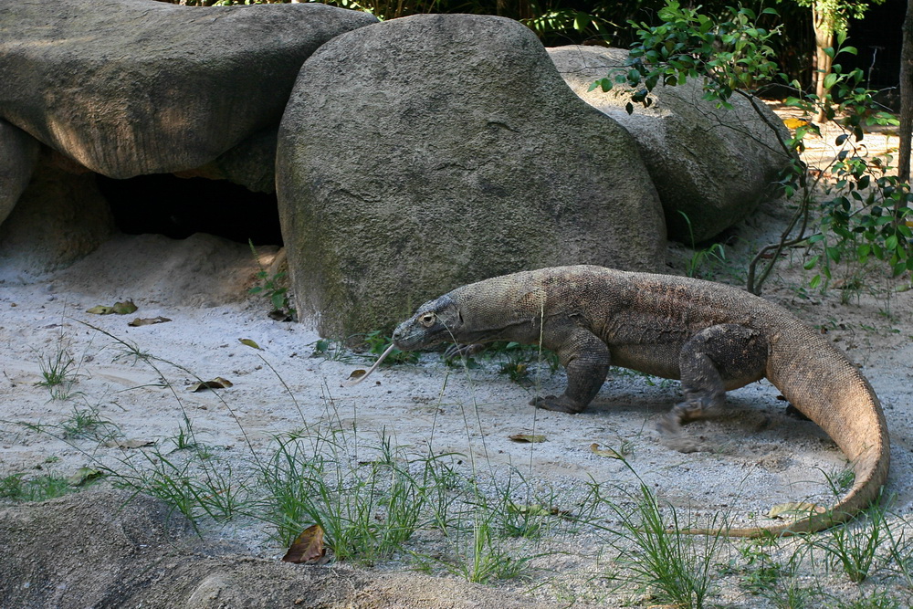 Komodowaran