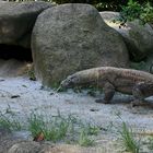 Komodowaran