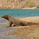 Komodowaran