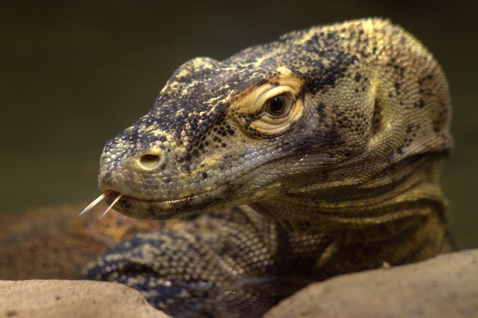 Komodowaran