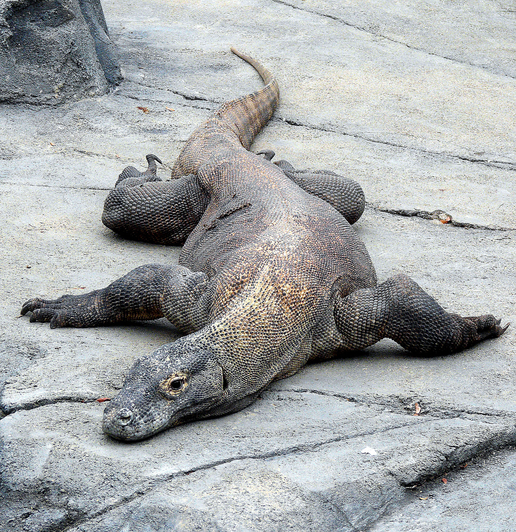 Komodowaran