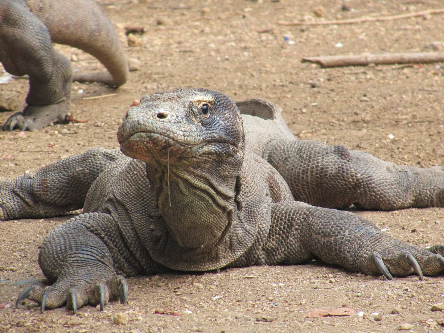 Komodowaran