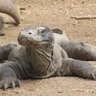 Komodowaran