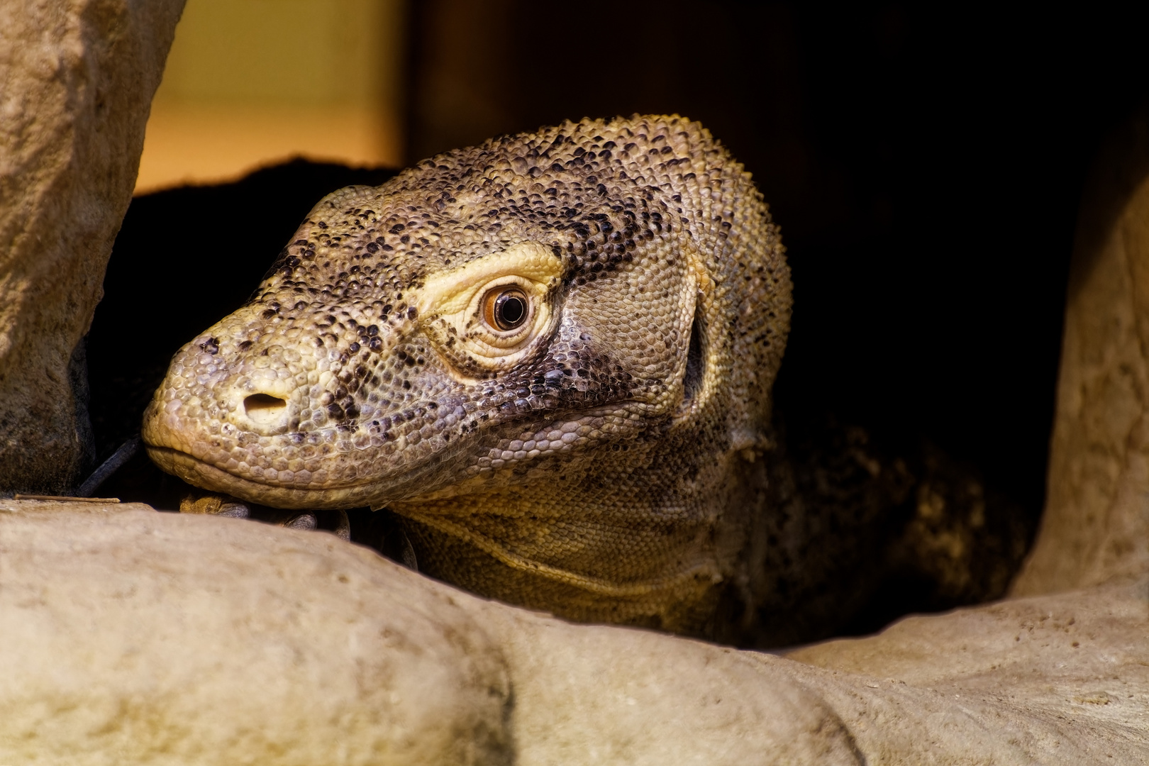 Komodowaran