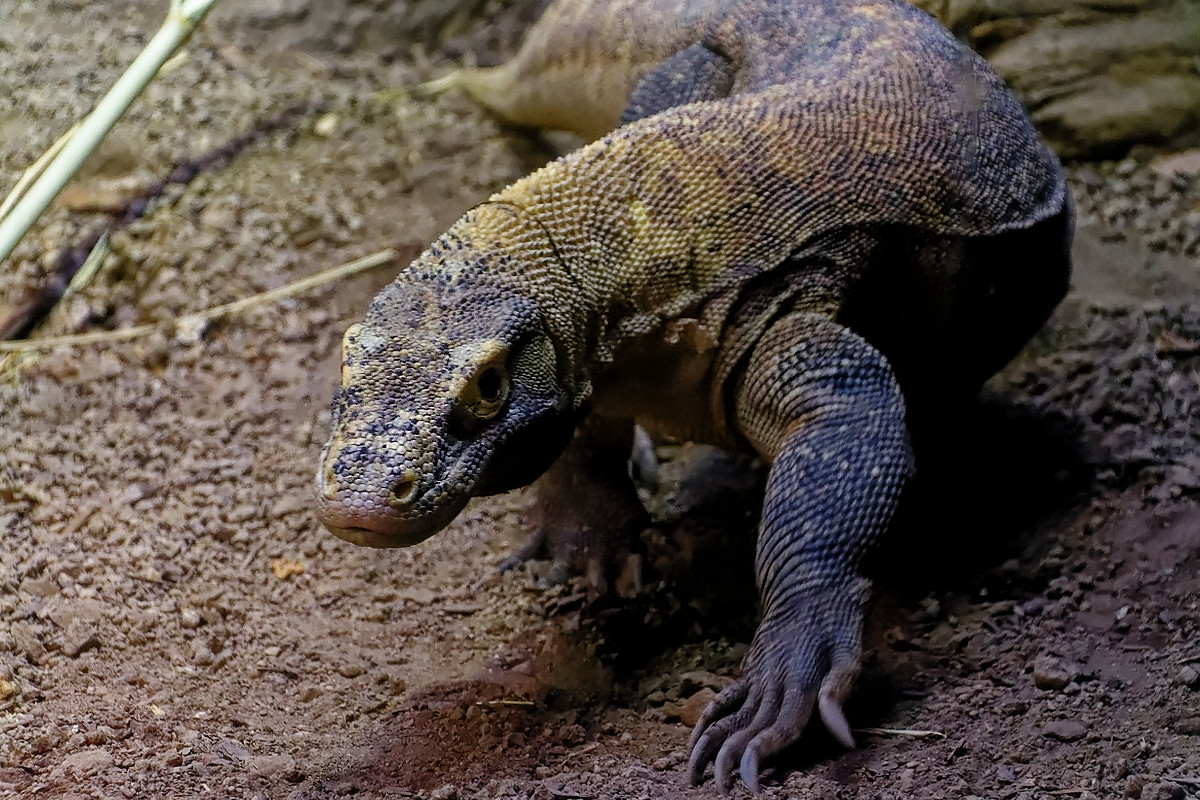  Komodowaran