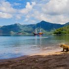 ~ Komodowaran auf der Insel RINCA im KOMODO NATIONALPARK ~