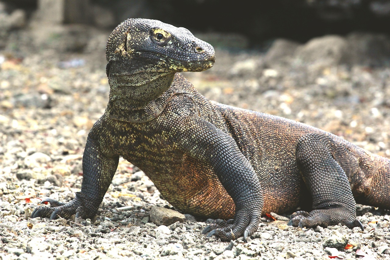 Komodowaran