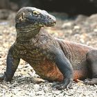 Komodowaran