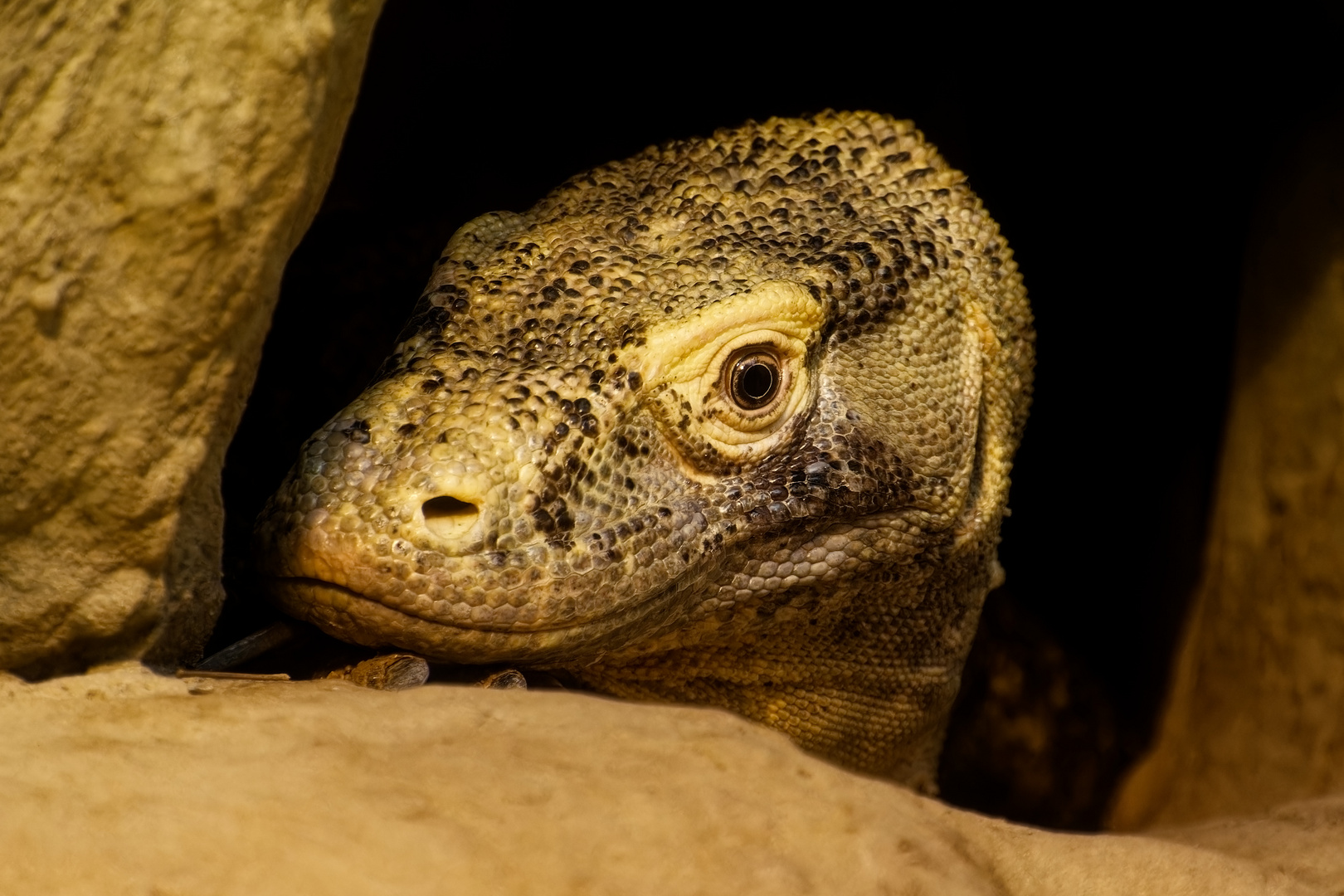 Komodowaran Foto & Bild | tiere, zoo, wildpark & falknerei, amphibien