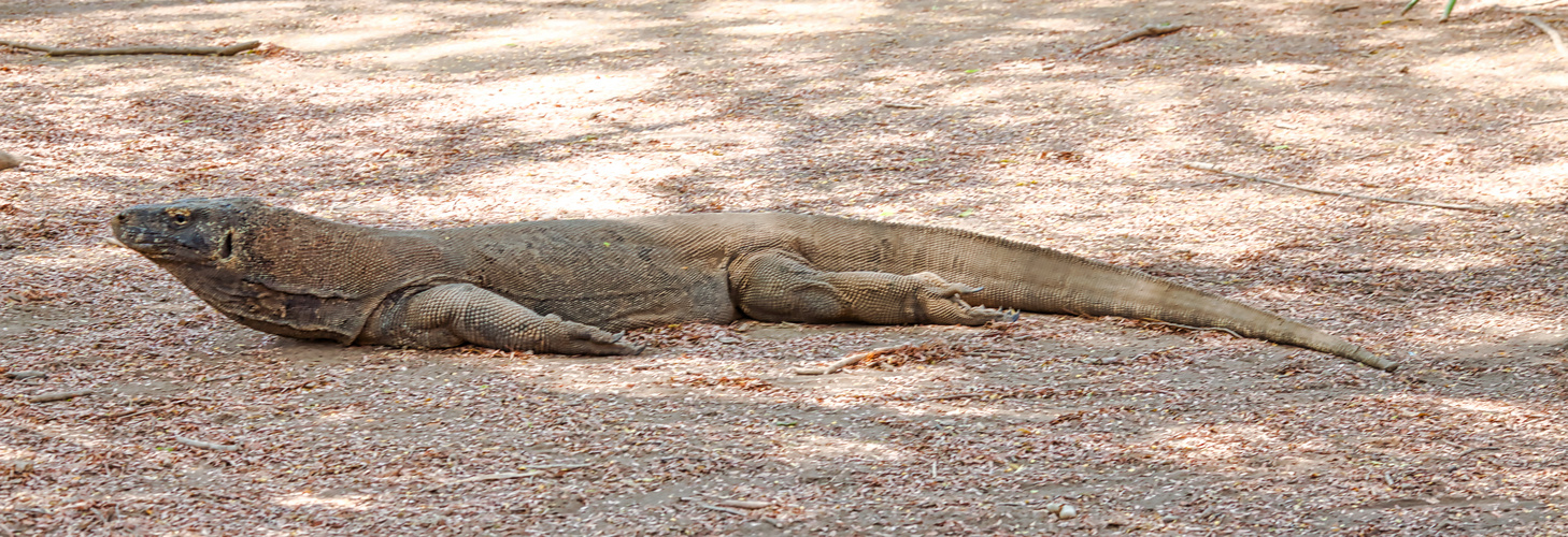 Komodowaran