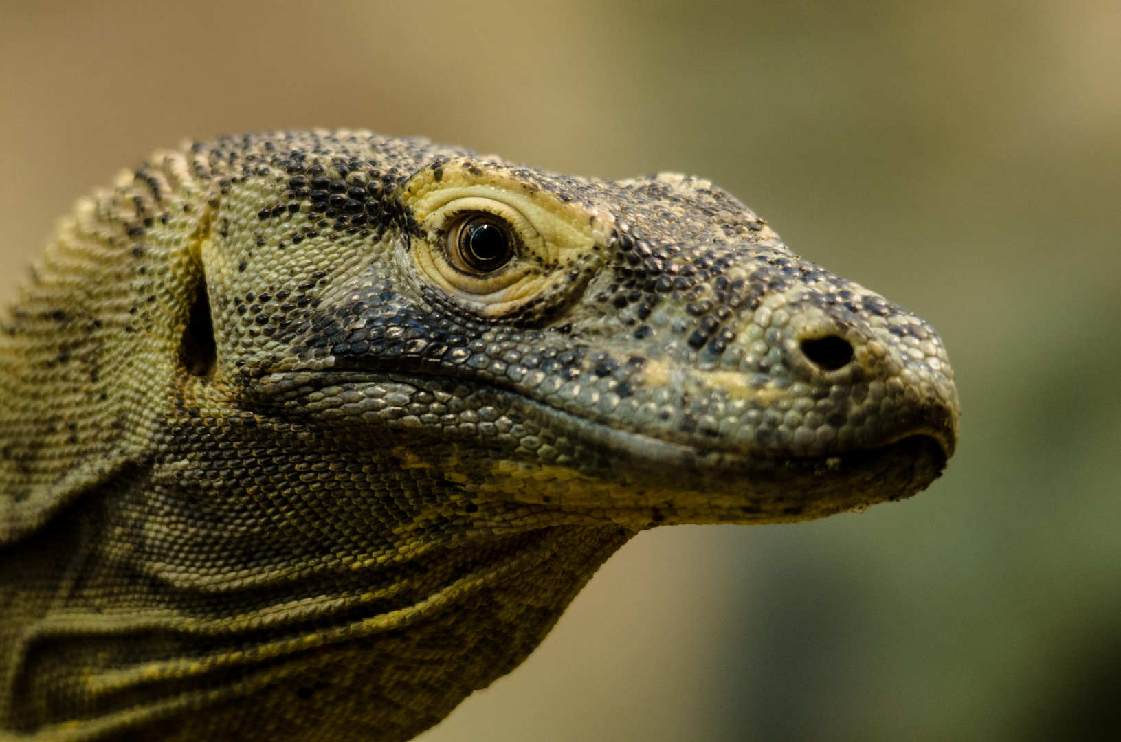 Komodowaran im Frankfurter Zoo