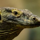 Komodowaran im Frankfurter Zoo