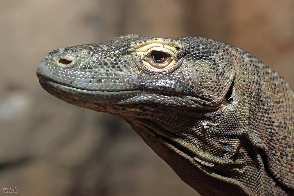 Komodowaran im Gondwanaland