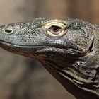 Komodowaran im Gondwanaland