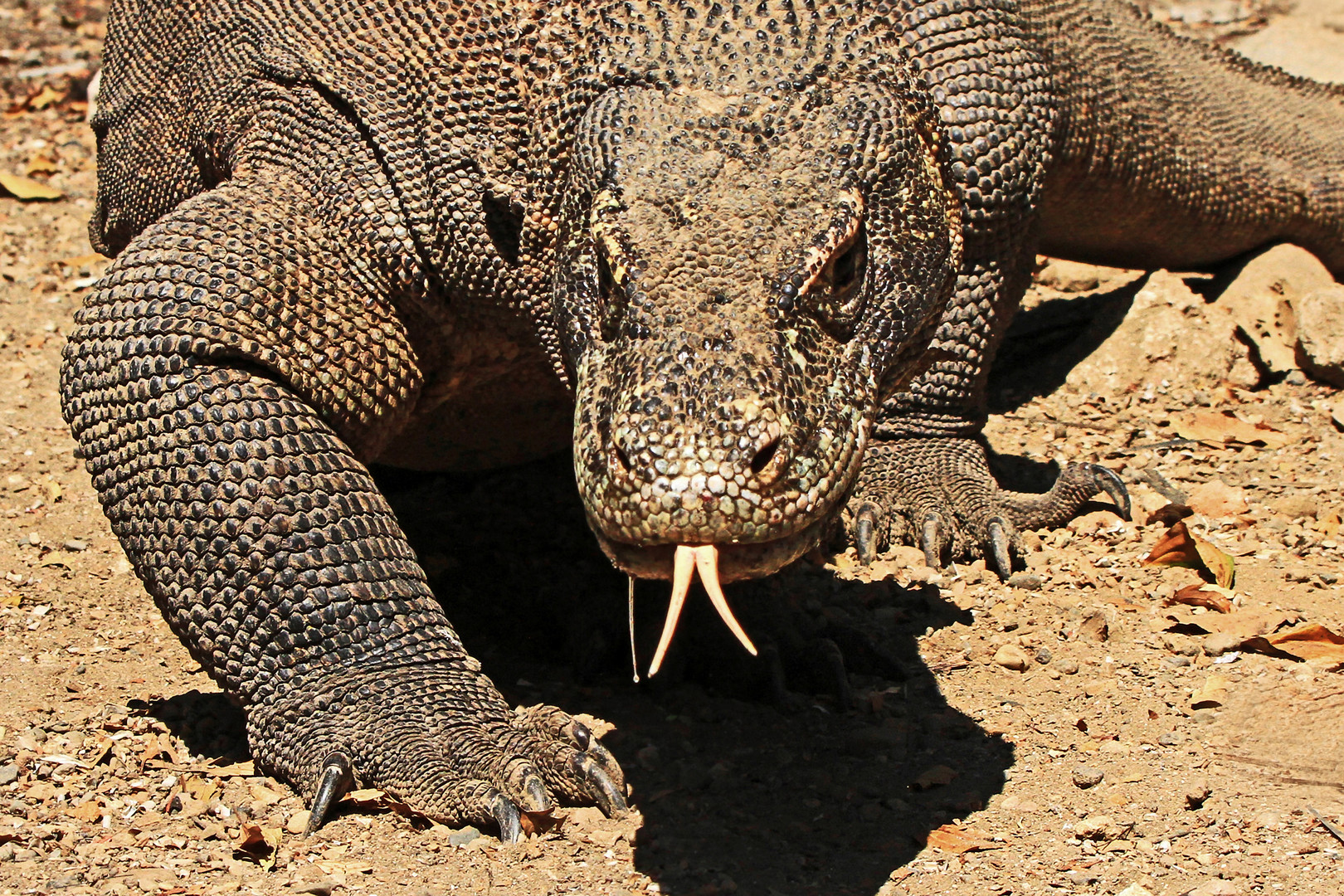 Komodowaran, Insel Rinca, Indonesien