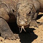 Komodowaran, Insel Rinca, Indonesien