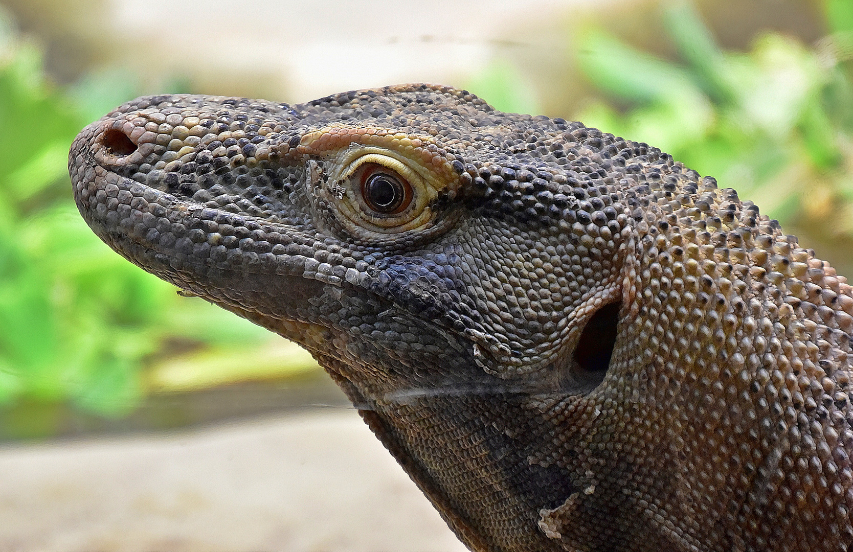 Komodowaran (Komodo-Waran)