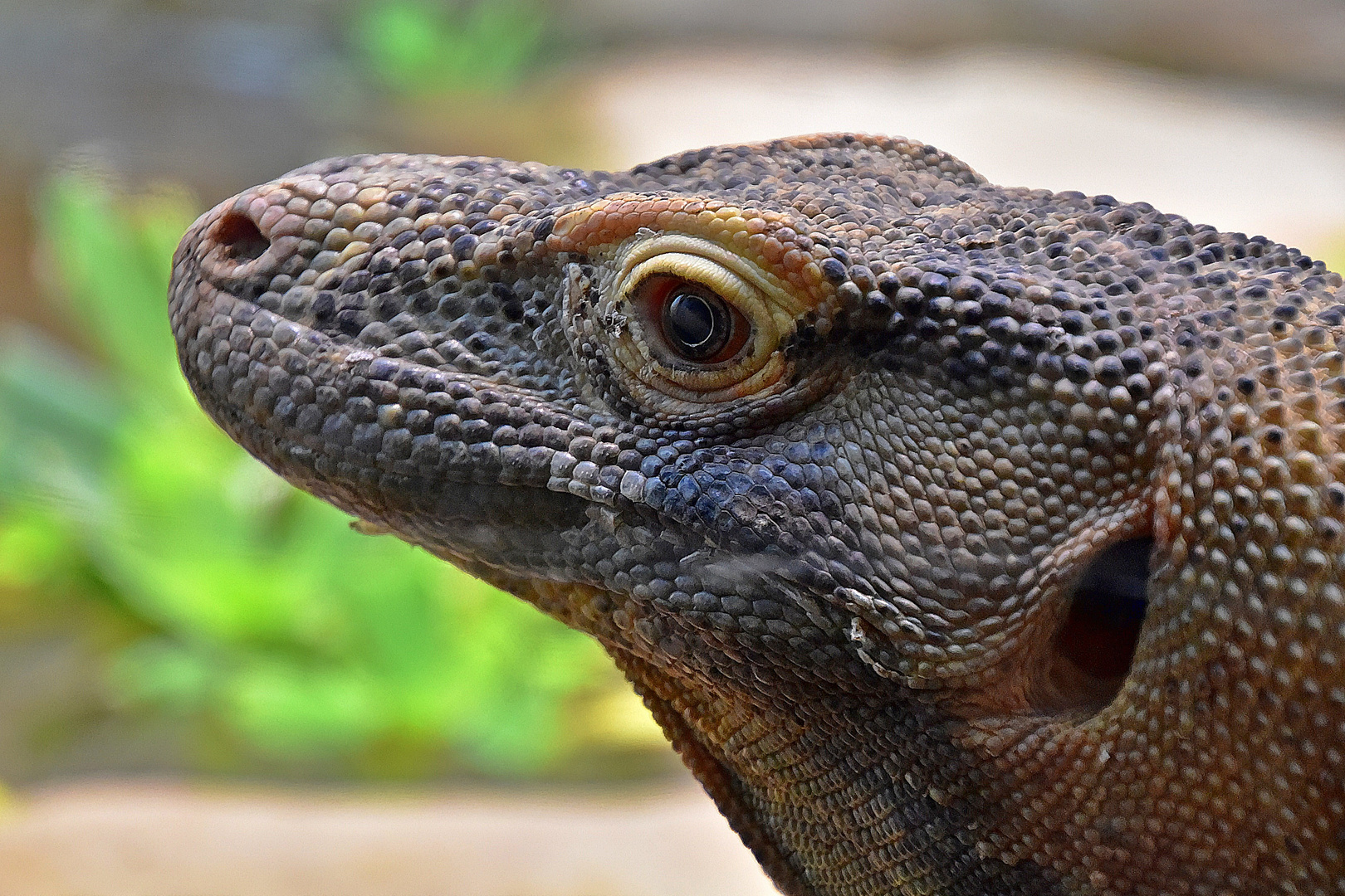 Komodowaran (Komodo-Waran)