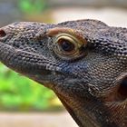 Komodowaran (Komodo-Waran)