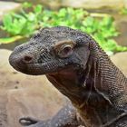 Komodowaran (Komodo-Waran)