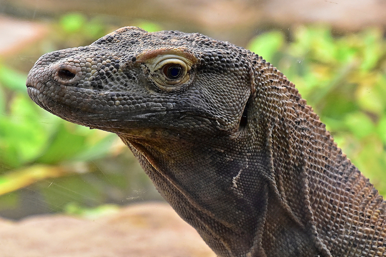 Komodowaran (Komodo-Waran)