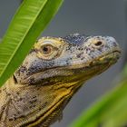 Komodowaran - Portrait