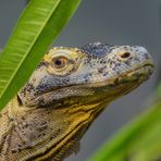 Komodowaran - Portrait