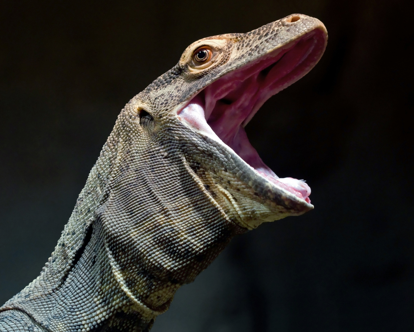 Komodowaran (Varanus komodoensis)