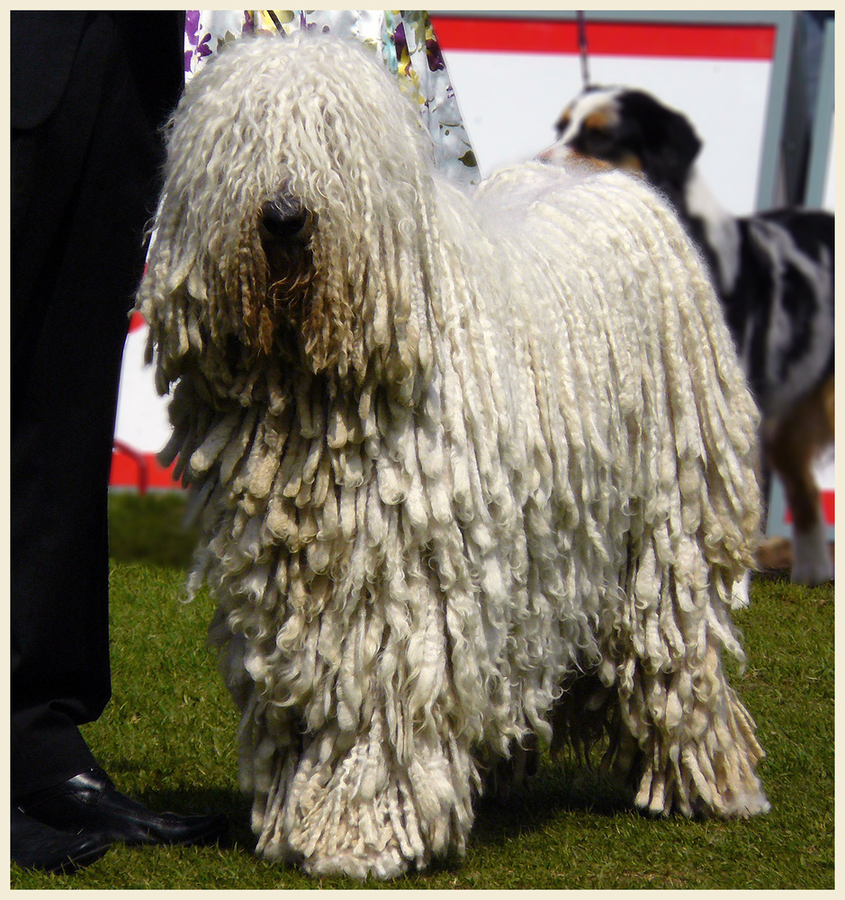 Komondor