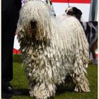 Komondor