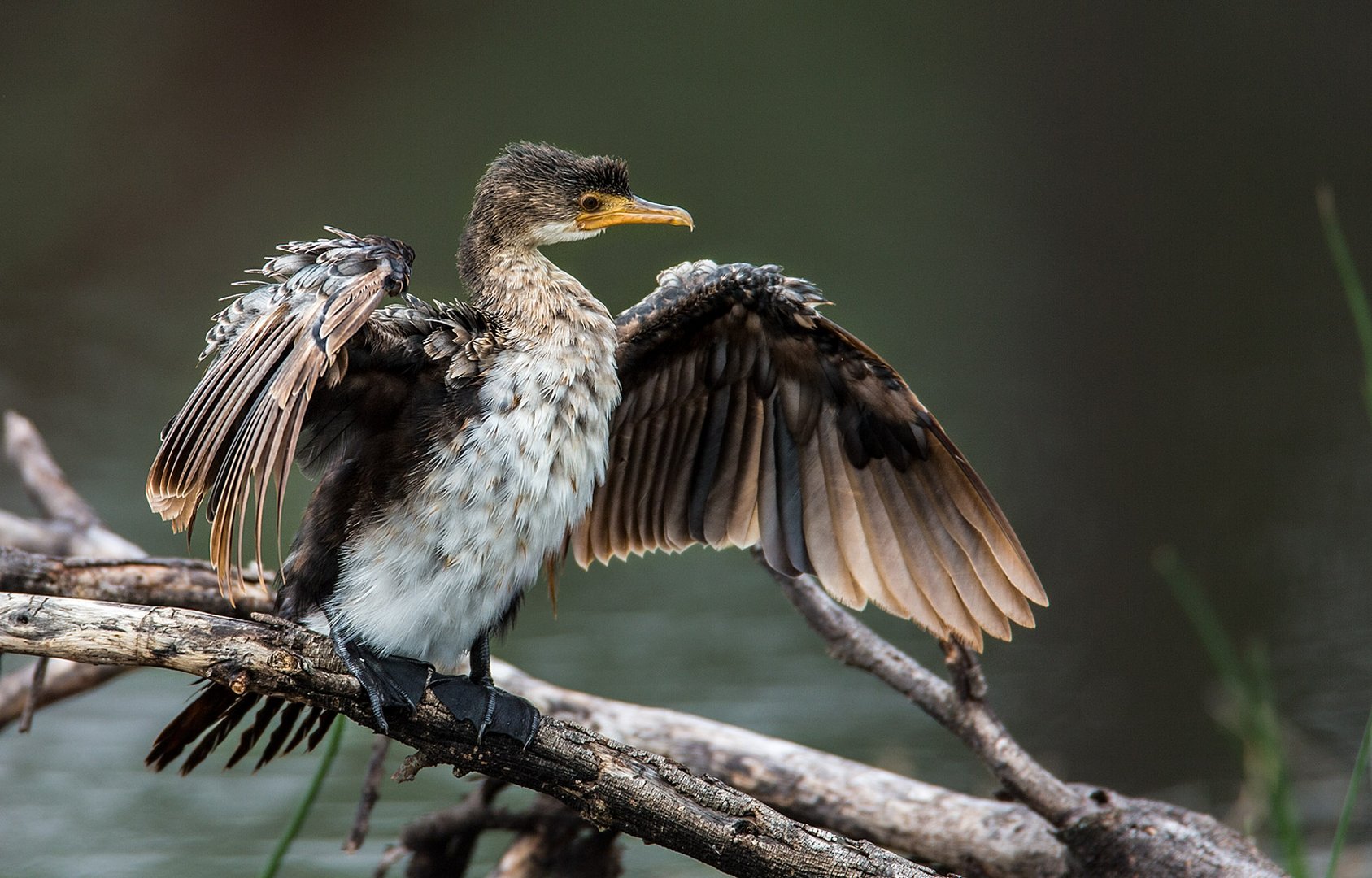 Komoran Foto & Bild tiere, wildlife, wild lebende vögel Bilder auf