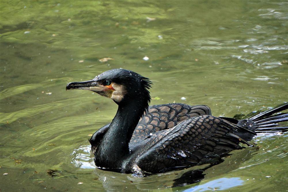Komoran Foto & Bild tiere, wildlife, wild lebende vögel Bilder auf