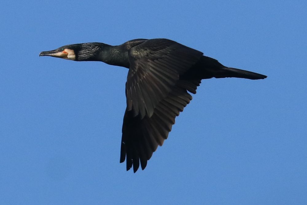 Komoran Foto & Bild natur Bilder auf