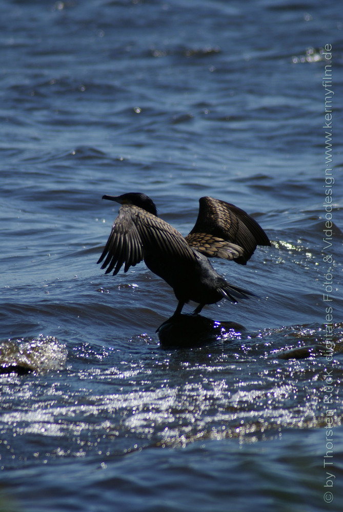 Komoran an der Alster ???