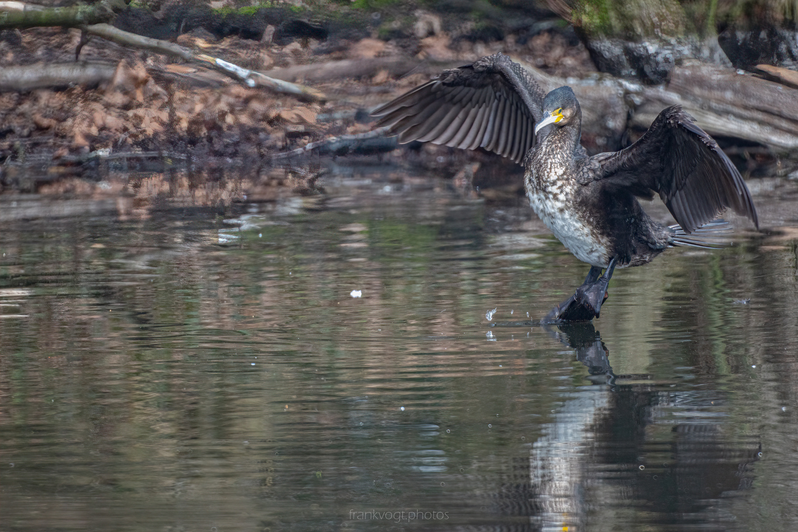Komoran Foto & Bild tiere, wildlife, wild lebende vögel Bilder auf