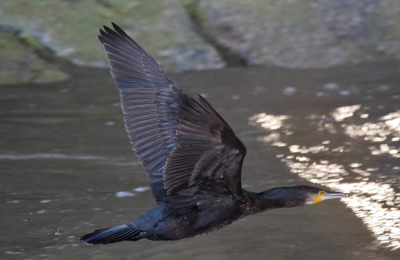 Komoran Foto & Bild tiere, wildlife, wild lebende vögel Bilder auf
