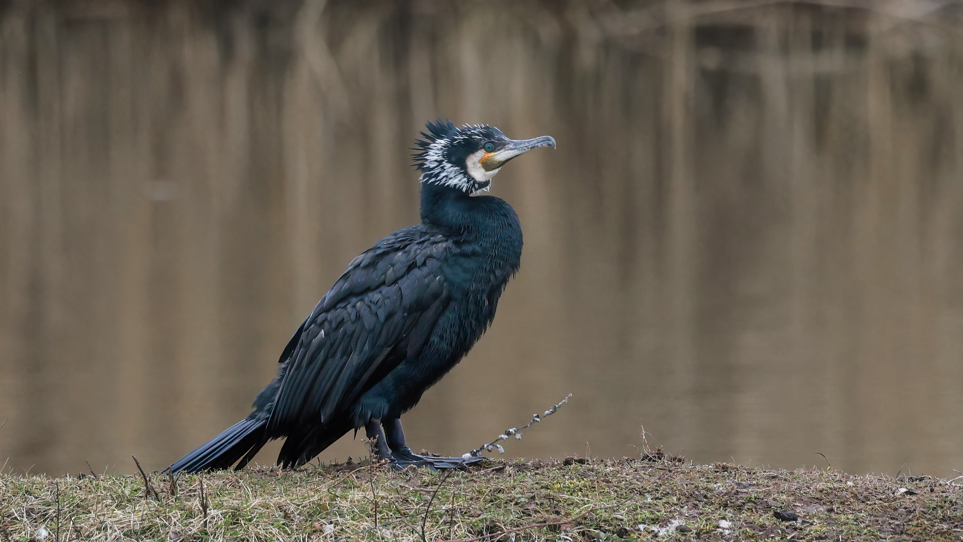 Komoran Foto & Bild tiere, wildlife, wild lebende vögel Bilder auf
